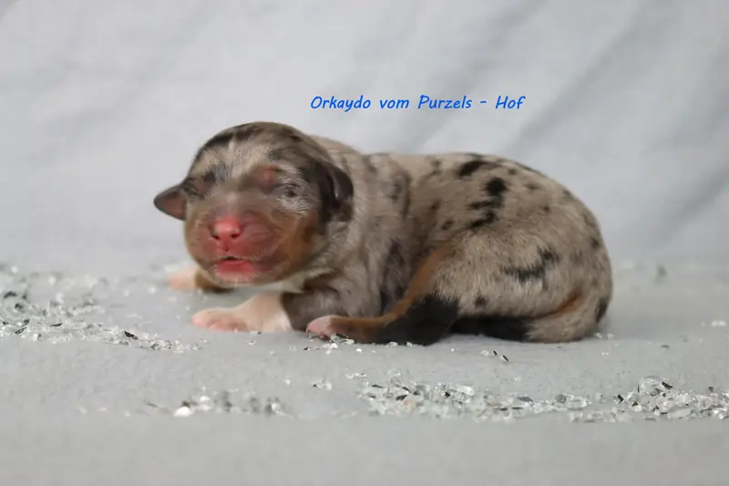 Orkaydo – Australian Shepherd Pup – Foto 2