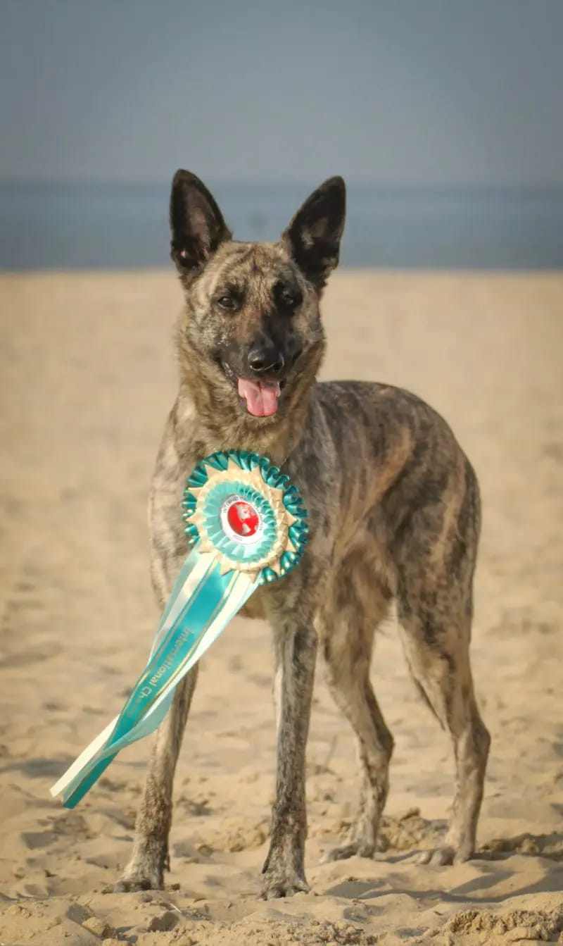 Holländische Schäferhunde od Zlaté Sovy gallery image 4