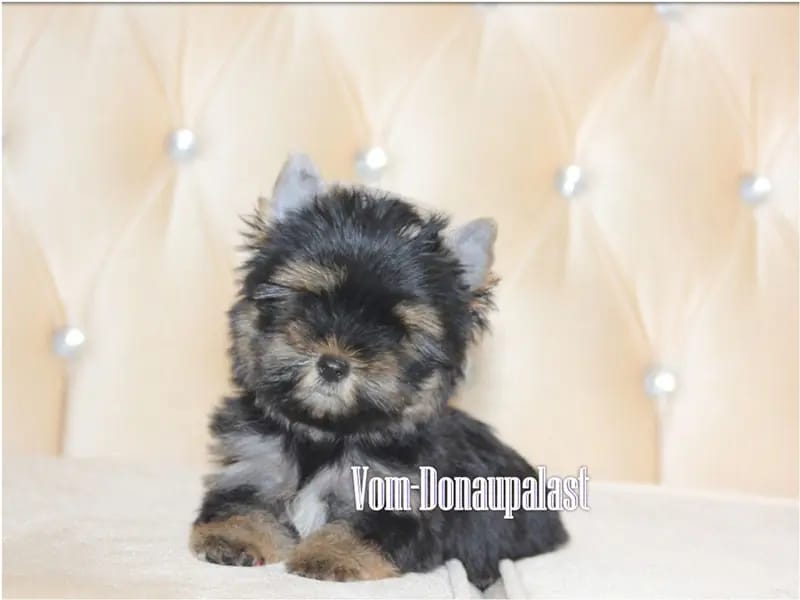 Yorkshire Terrier Welpen aus seriöser Hundezucht. gallery image 3