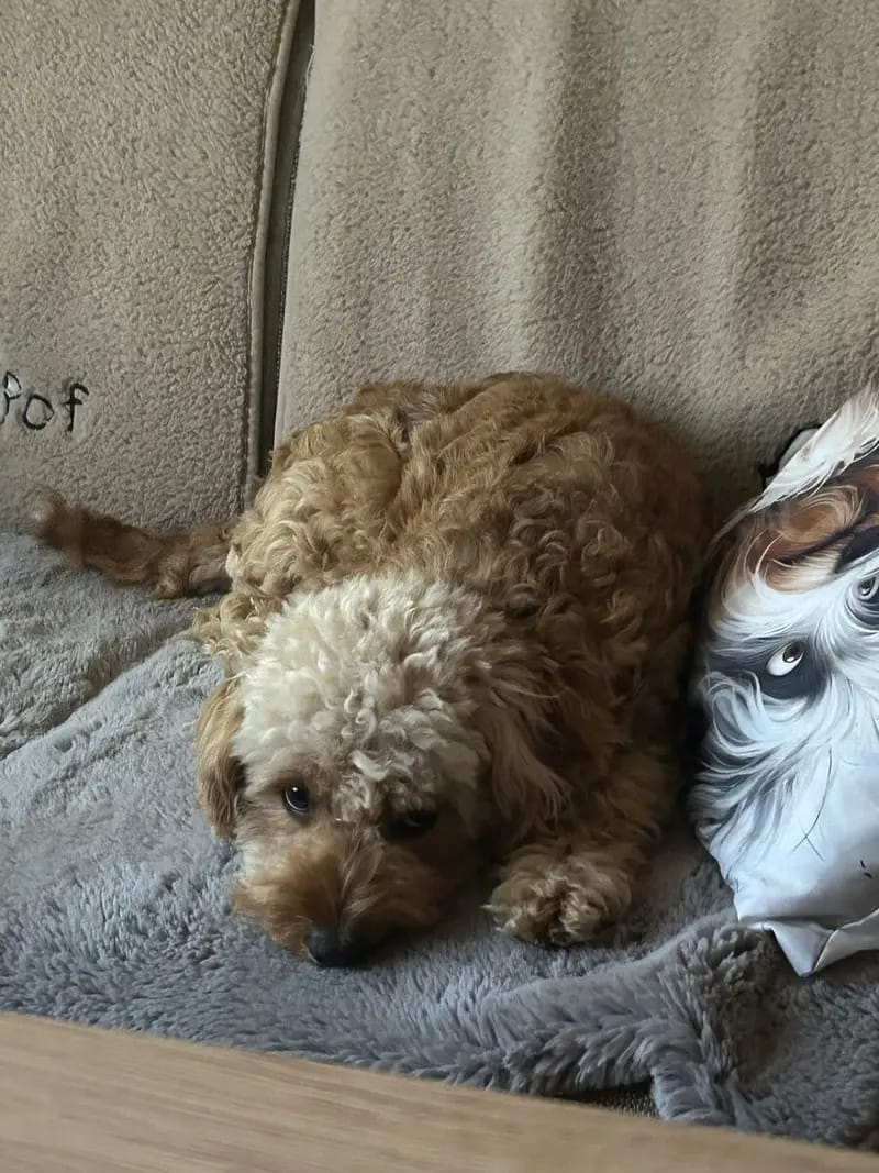 Erika Goldendoodle -Mini Hündin sucht ein Zuhause gallery image 3
