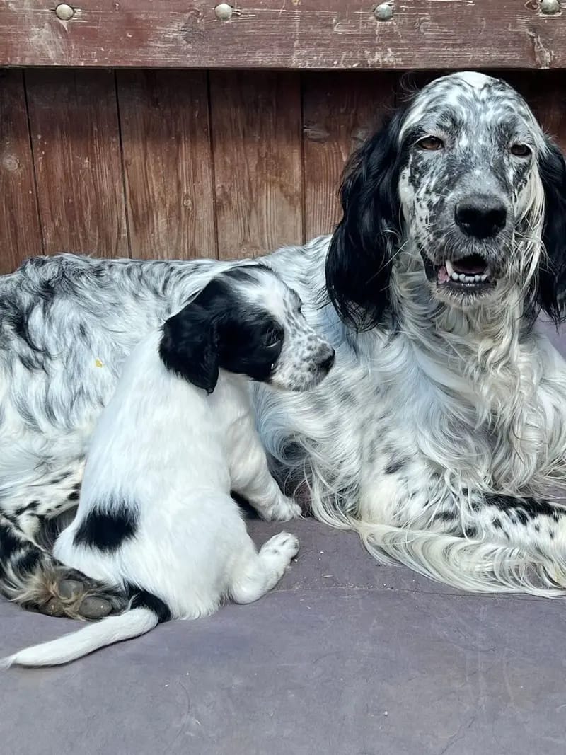 Wunderschöne English setter Welpen mit Stammbaum gallery image 3