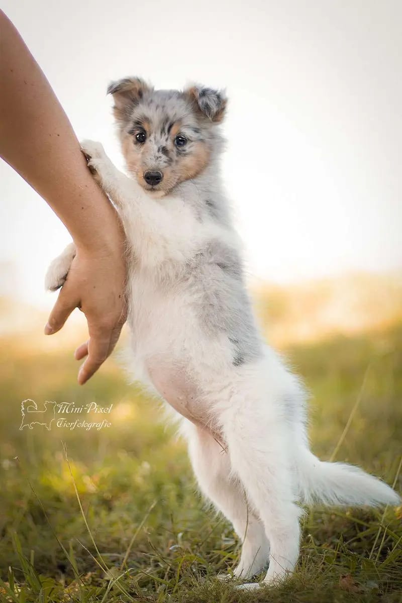 Collies & Shelties from Cherryblossom Dream  gallery image 3