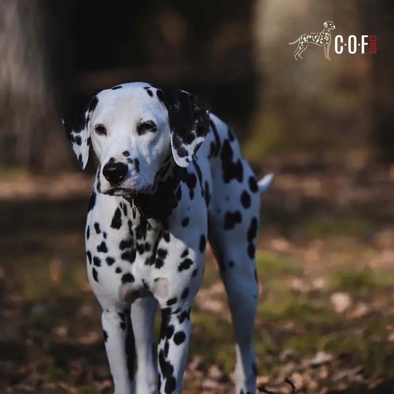 COF Spots Angel of Love gallery image 3