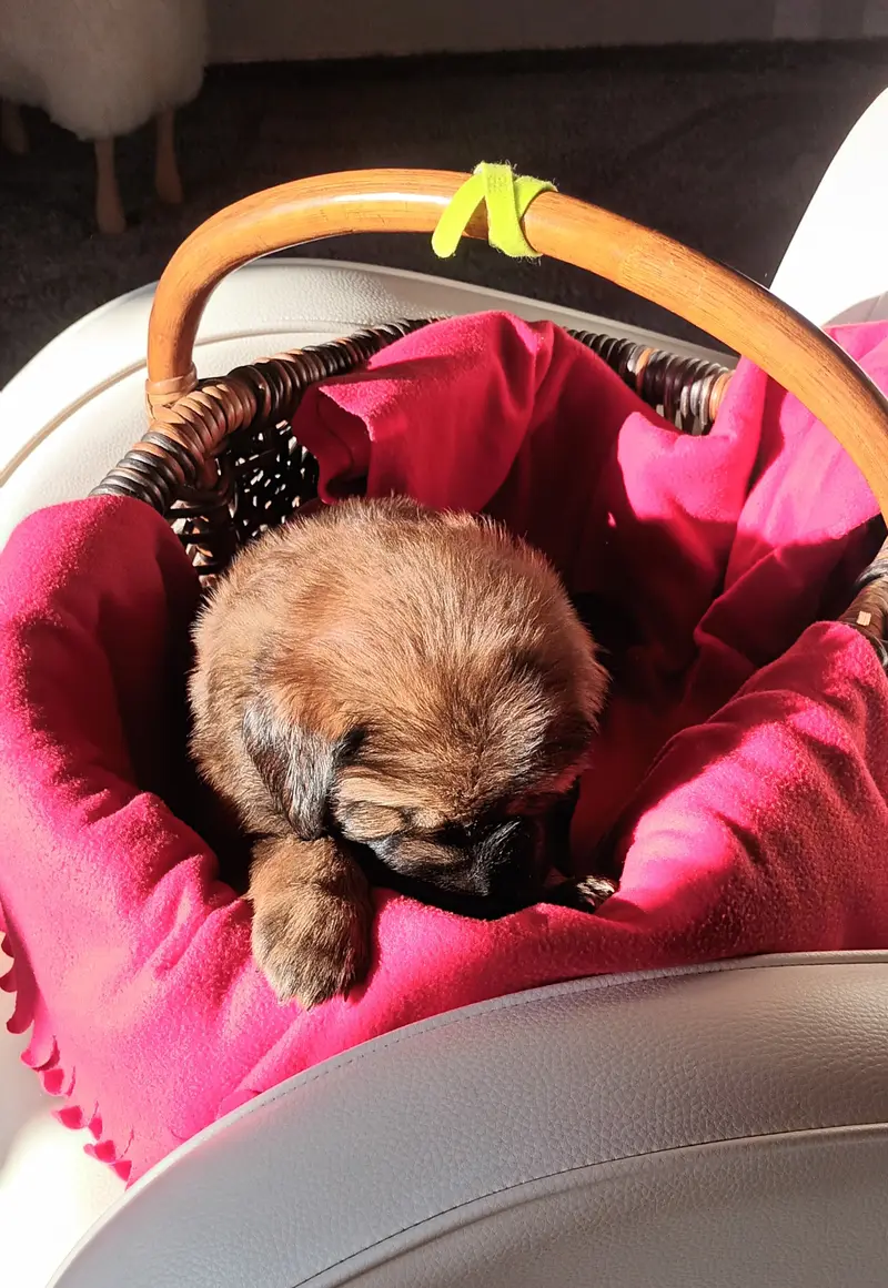 Bluna – Tibet Mastiff hvalp – Billede 3