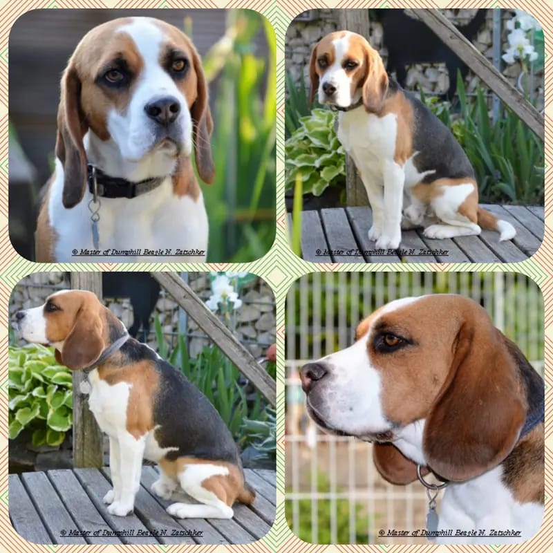 Pluto vom Liebensteiner Schloss – Beagle – Billede 4