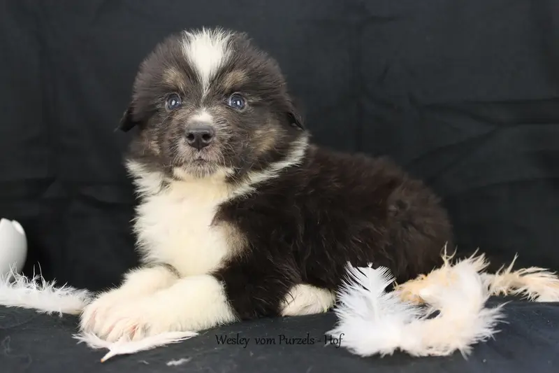Wesley – štěně Australian Shepherd – Foto 3