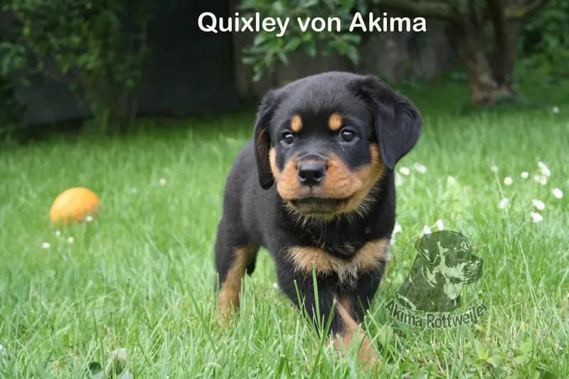 Quixley von Akima gallery image 4