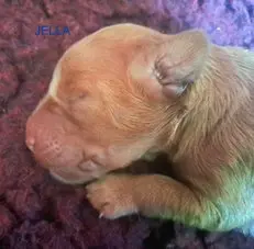 Janosch – štěně Australian Labradoodle – Foto 3