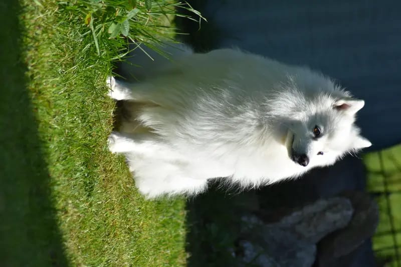 Asuna von der Haager Schloßturmspitze gallery image 2