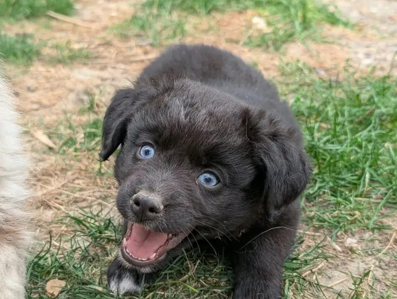 Ja – Australian Shepherd Welpe – Bild 3