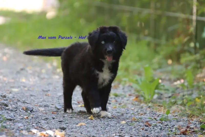 Max – جرو Australian Shepherd – صورة 4