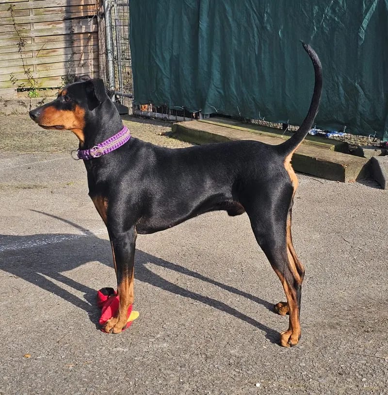 Deutscher Pinscher Rüde gallery image 4