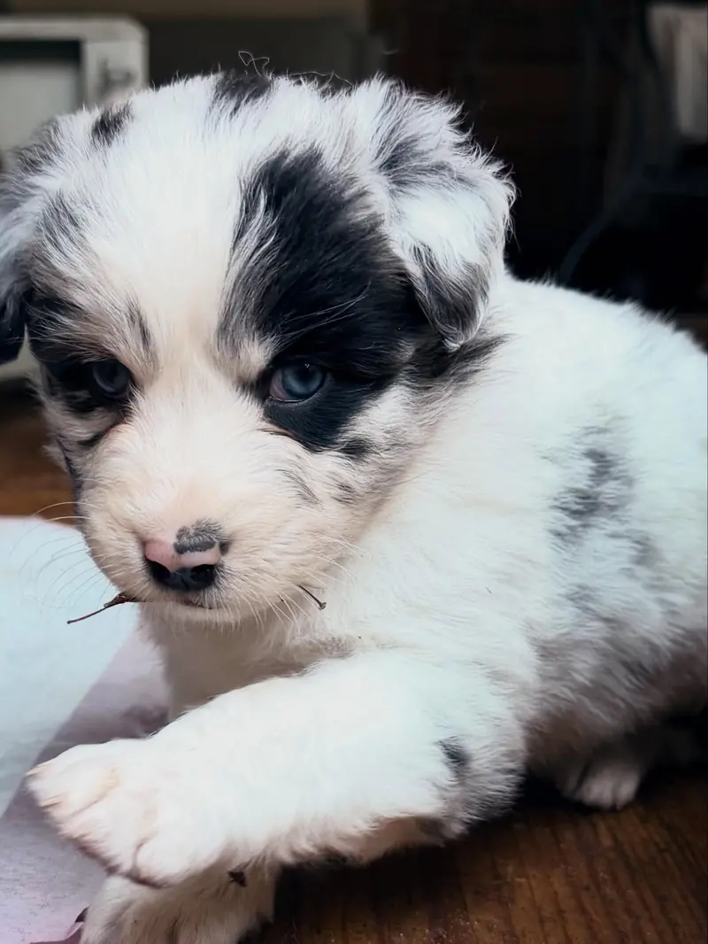 Freckles Elsie of the Hillbillies – štěně Australian Shepherd – Foto 2