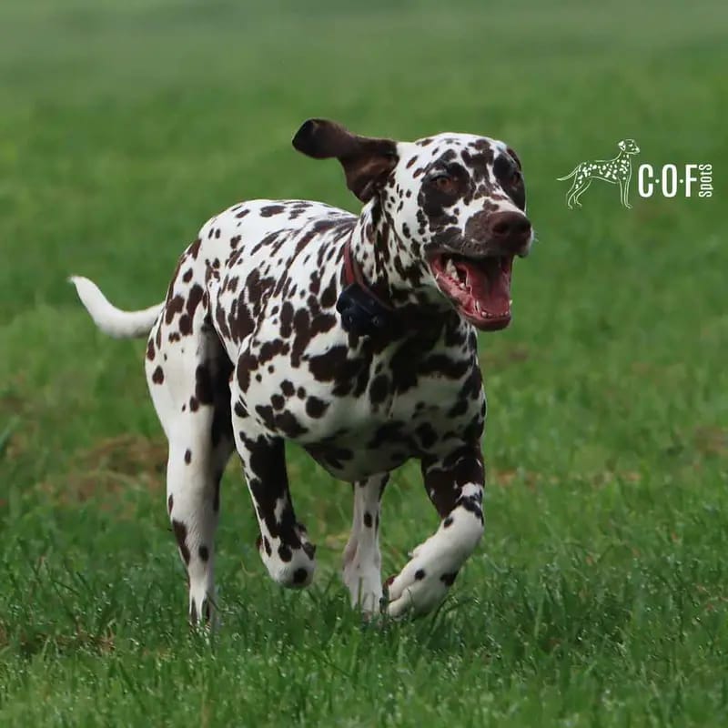 COF Spots Concettina gallery image 2