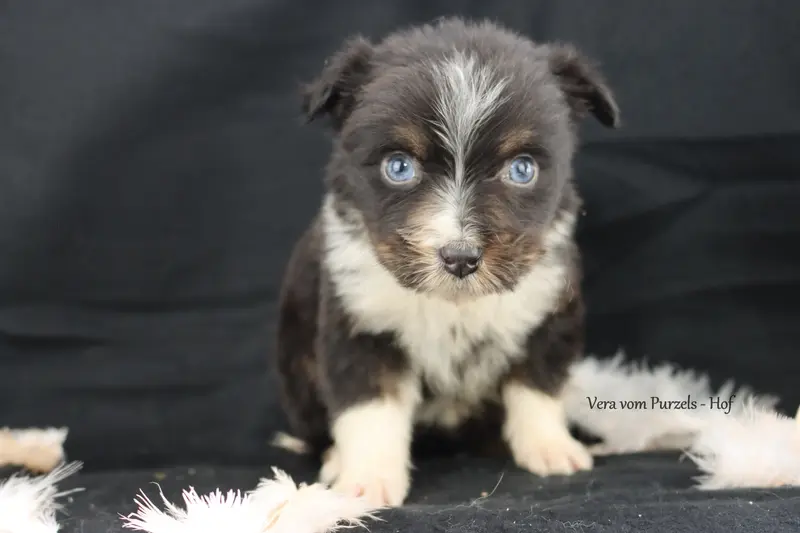 Vera – štěně Australian Shepherd – Foto 4