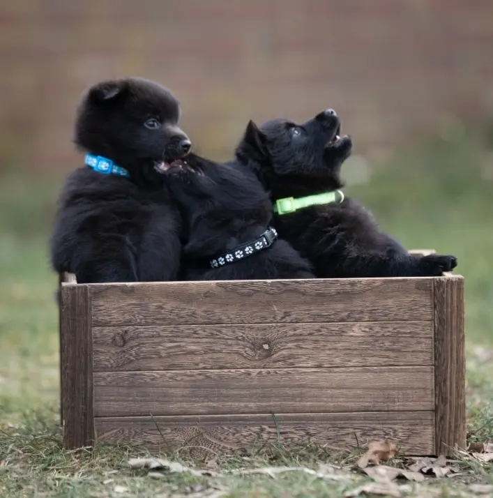 Black Star Schipperkes Bubbles – štěně Schipperke – Foto 2