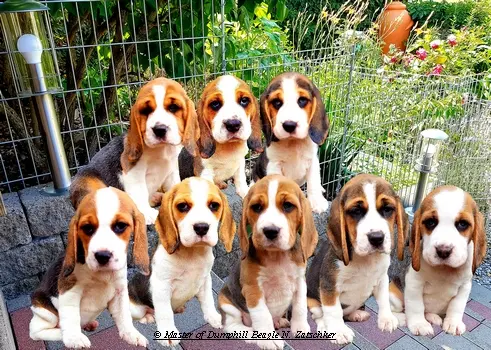 Master of Dumphill Beagle Kennel – Beagle – Billede 2