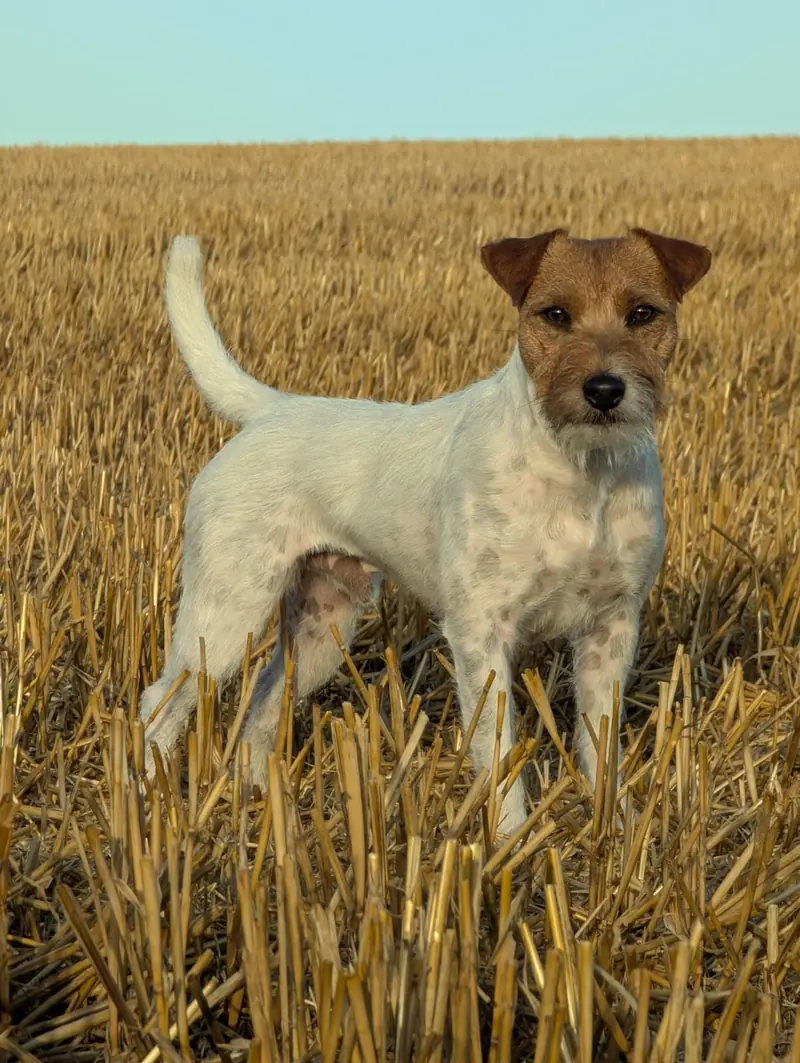Parson Fall Voice of Germany – Parson Russell Terrier – Photo 4