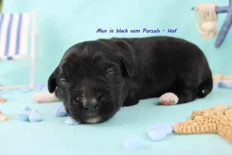 Men in black  gallery image 3
