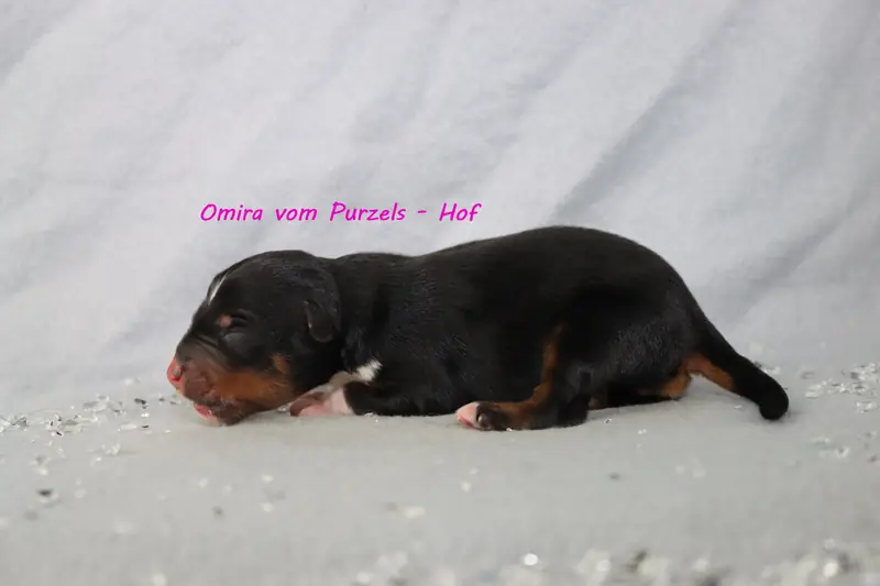 Omira – Australian Shepherd Yavrusu – Fotoğraf 3