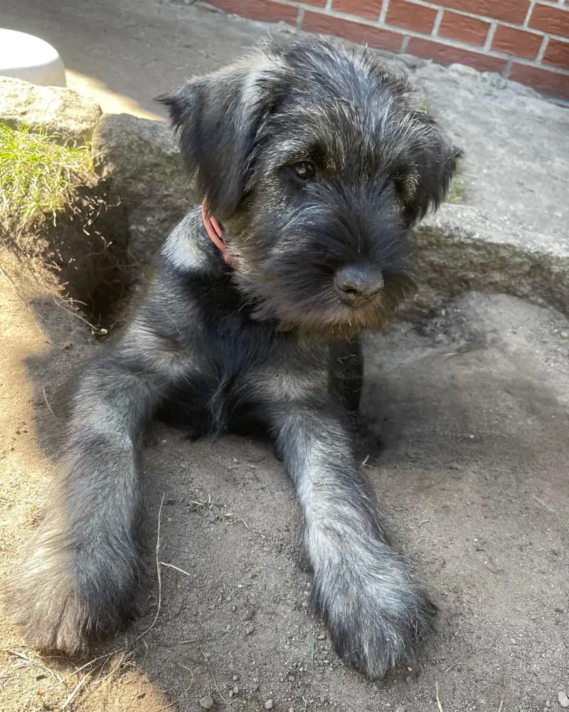 Schnauzer Puppy – 图片 3