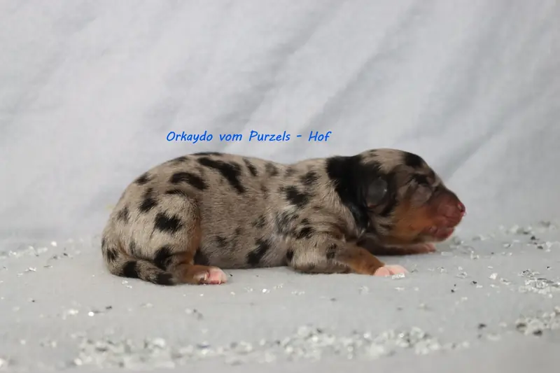Orkaydo – Australian Shepherd Pup – Foto 3