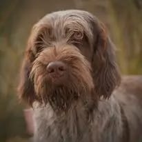 Spinone Italiano vom Bergheimer Hof gallery image 4