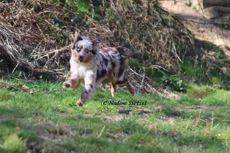 Zoe Dakota vom Purzels - Hof – Australian Shepherd – 图片 2