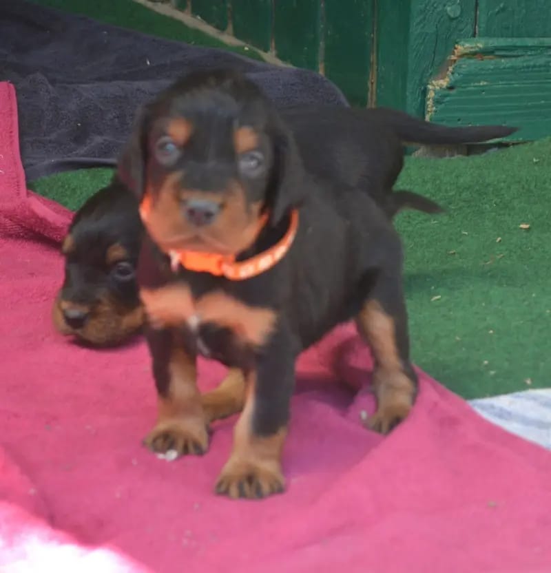 Gordon Setter Welpen gallery image 4