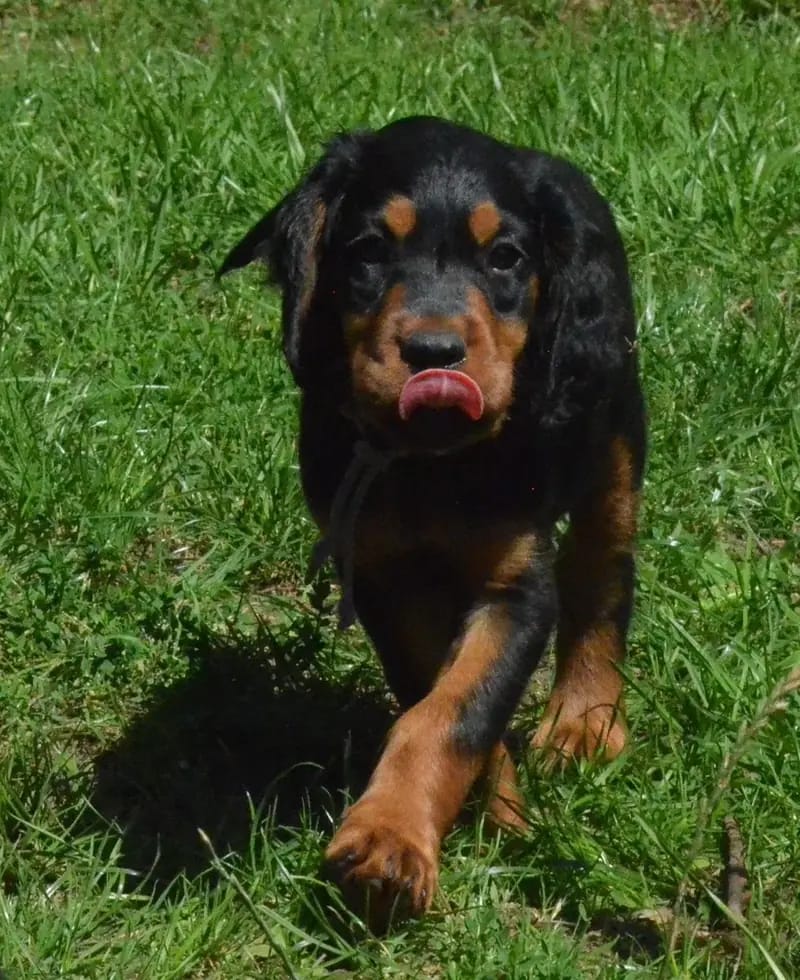 Szczeniak rasy Gordon Setter – Zdjęcie 3
