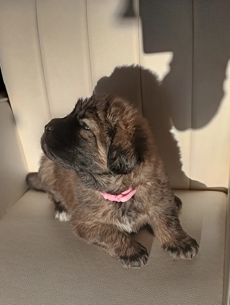 Bijou – štěně Tibet Mastiff – Foto 3