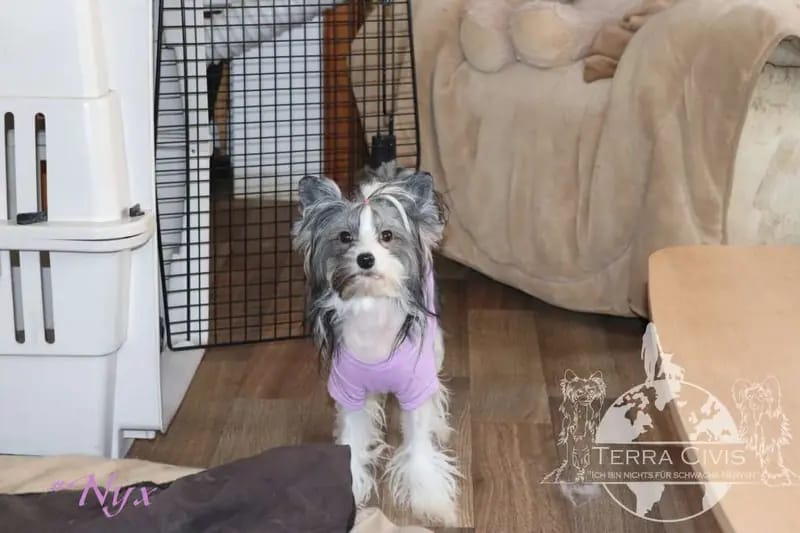 Domo Arigato Nyx in Terra Civis  – Chinese Crested Dog – Photo 2