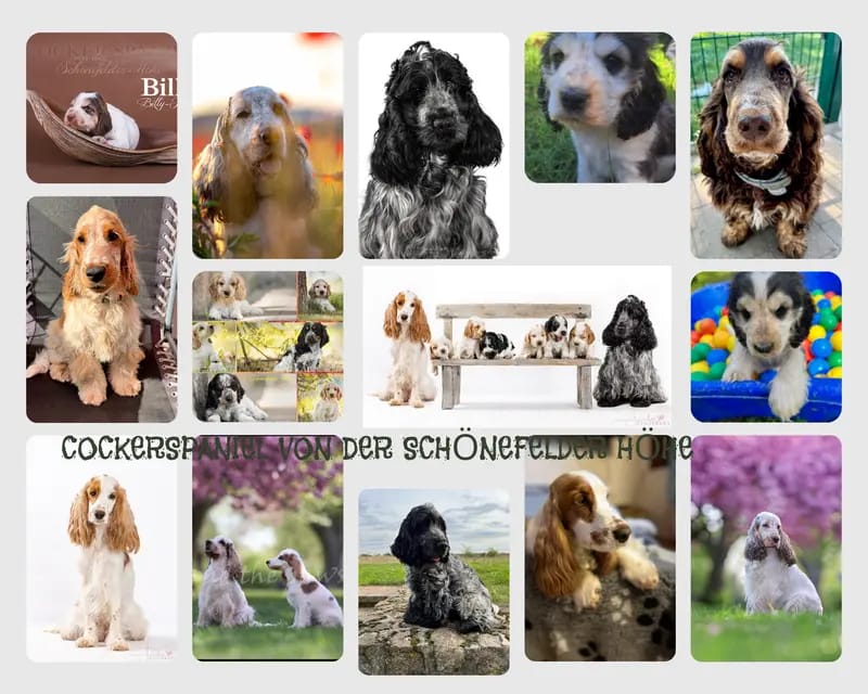 Hundezucht vd Schönefelder Höhe gallery image 2