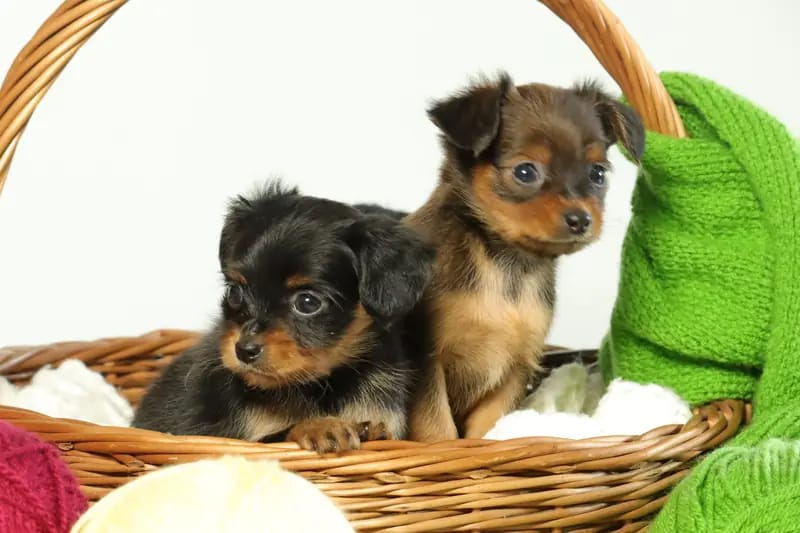 Hundezucht "von Toy-Hit" – Russkiy Toy (Russischer Toy) – Foto 2