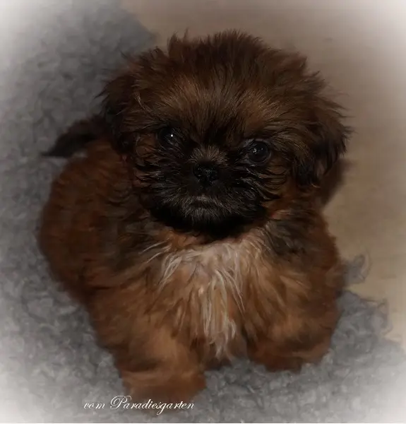 Krümel vom Paradiesgarten – štěně Shih Tzu – Foto 3
