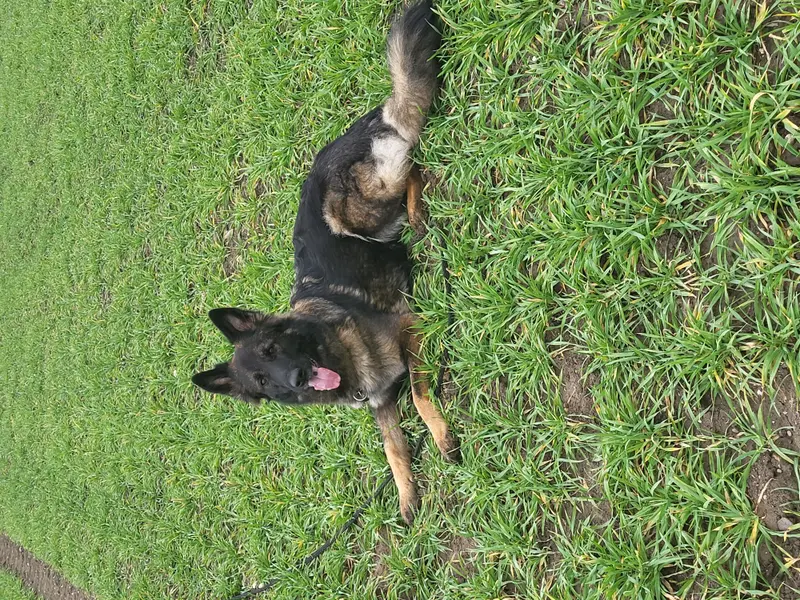 Zwinger vom Buchberger Wald – Deutscher Schäferhund – Photo 4