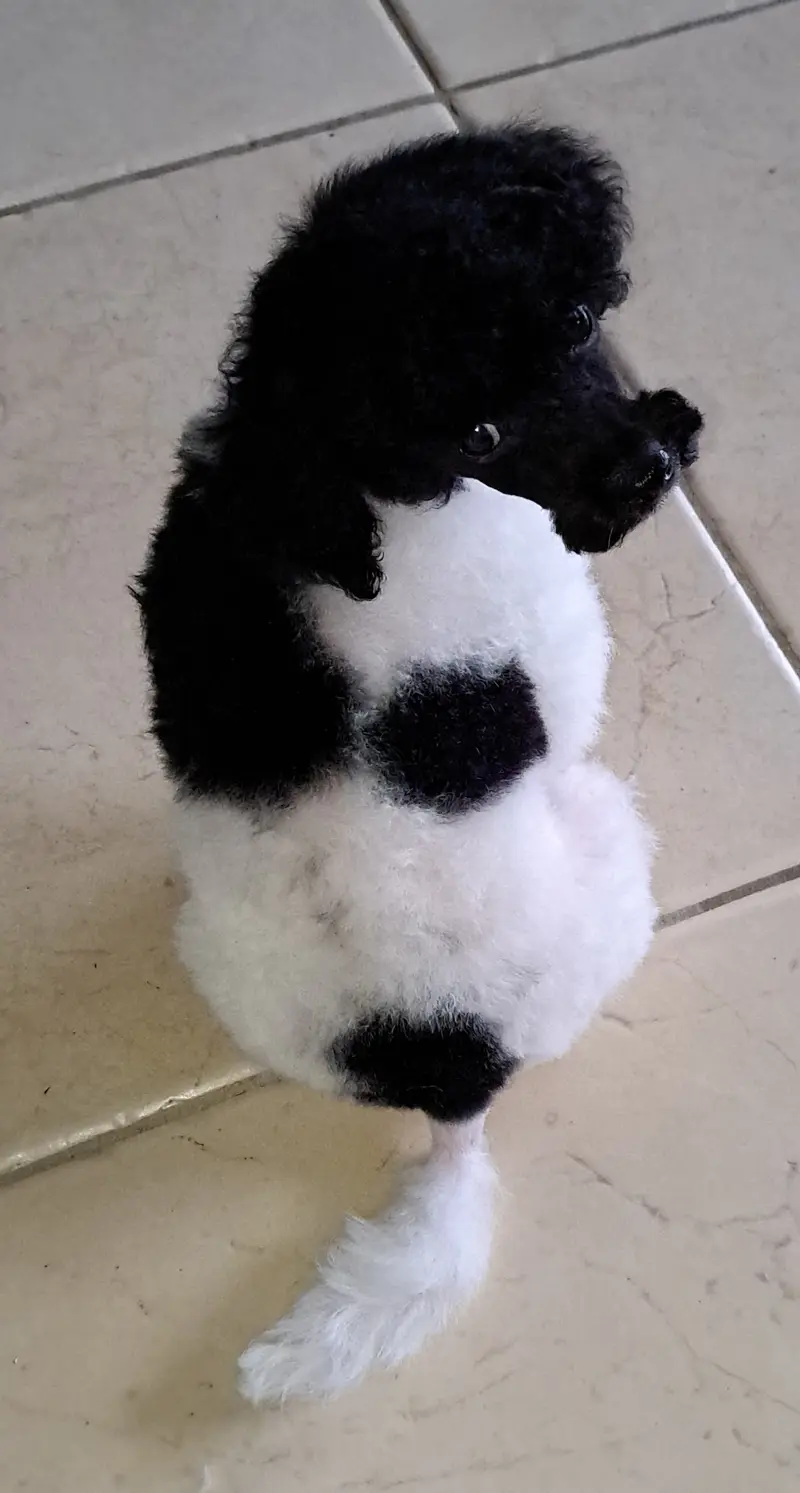 Anton – štěně Pudel – Foto 3
