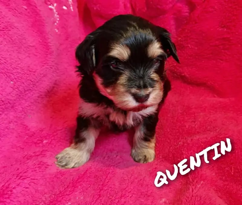 Quentin gallery image 2