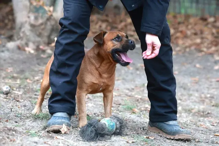 Fritzi – Mischling (Border Terrier x Fz Bulldogge?) – Billede 2
