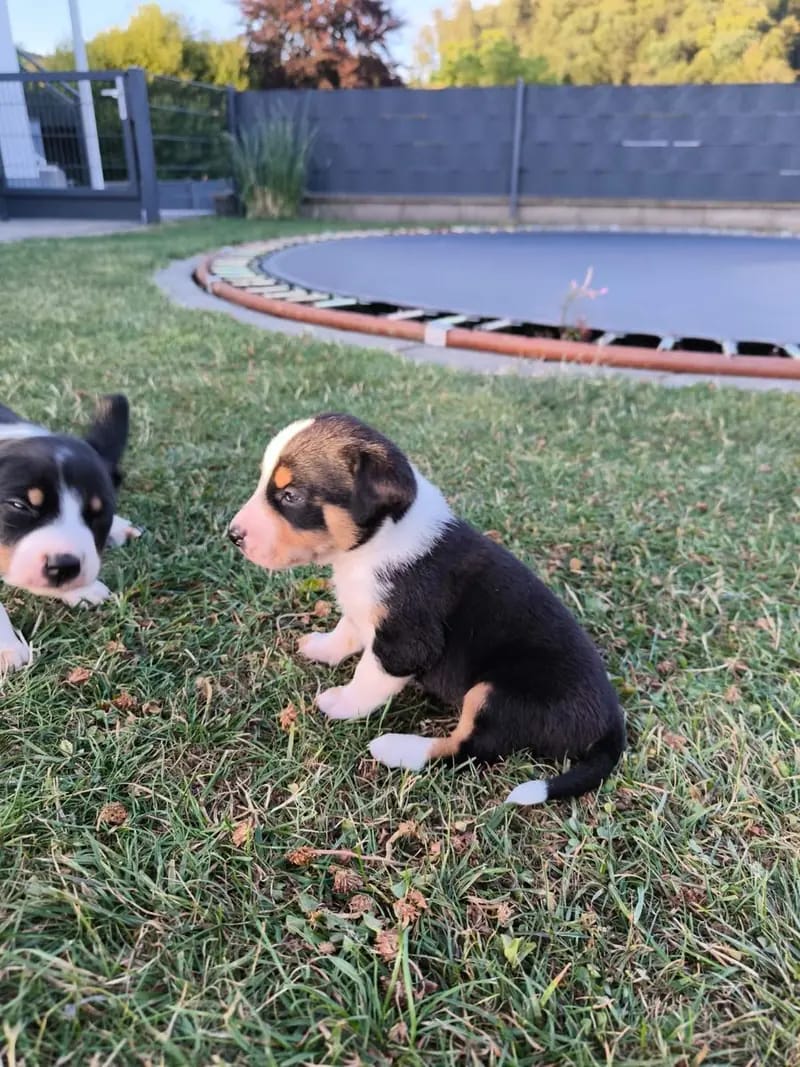 Appenzeller Sennenhund Welpen Abgabebereit – Chiot Appenzeller Sennenhund – Photo 3