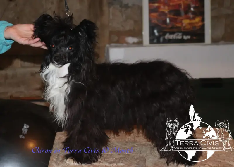 Chiron in Terra Civis  – Chinese Crested Dog – Zdjęcie 2
