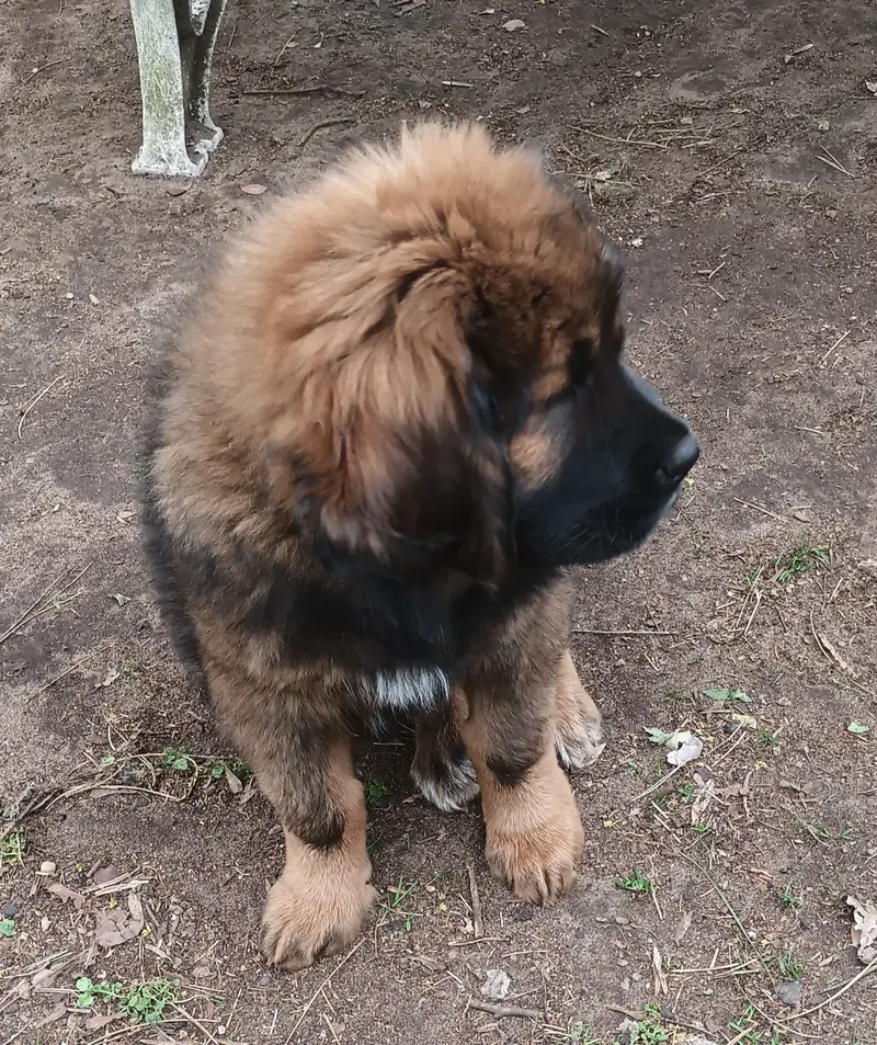 BALISHA – štěně Tibet Mastiff – Foto 2