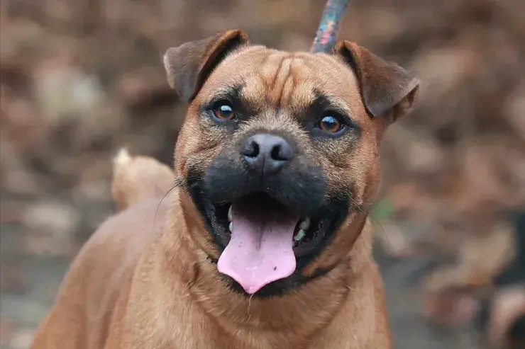 Fritzi – Mischling (Border Terrier x Fz Bulldogge?) – Billede 3