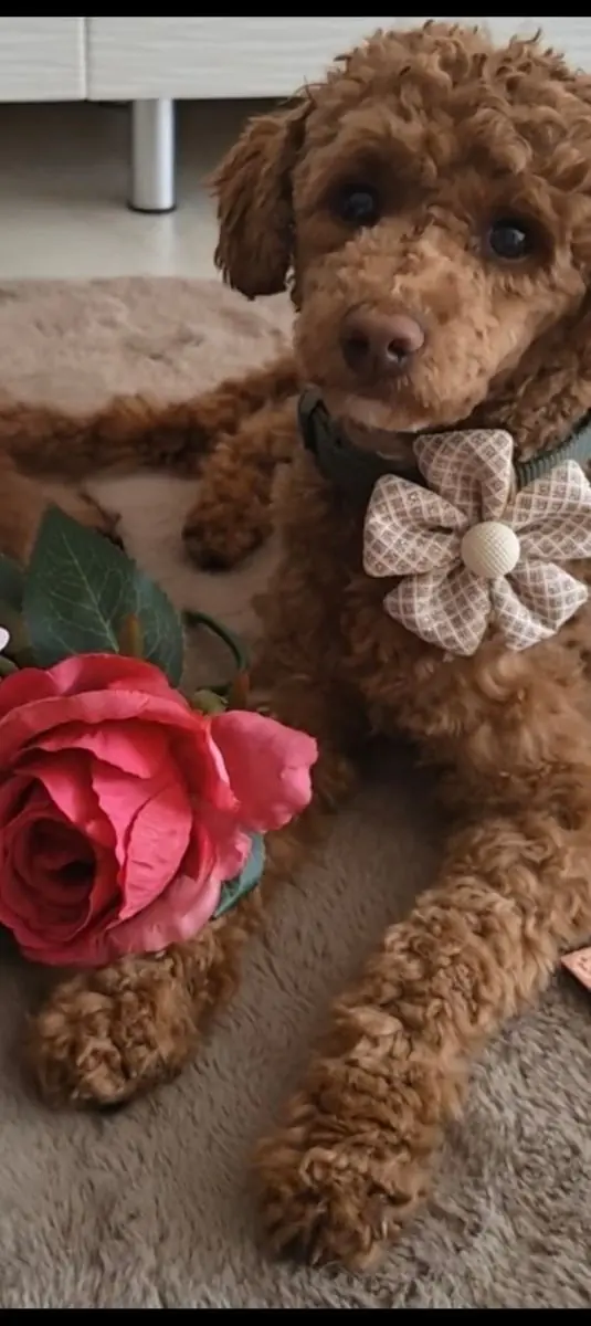 Deckrüde , Zwergpudel -- Les bijoux des Rois " Peanut " -- rot weiß Harlekin - KEIN VERKAUF – Cachorro de Zwergpudel – Foto 2