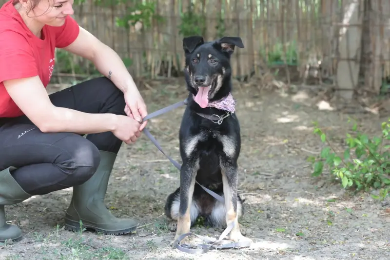 Lana – Schäferhund-Mix – Photo 3