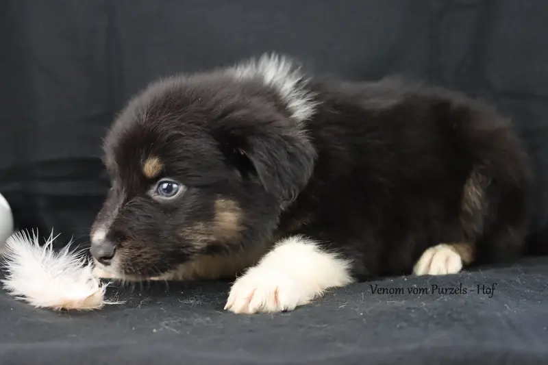 Venom – štěně Australian Shepherd – Foto 2