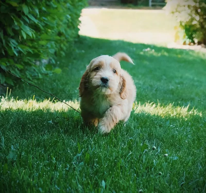 Moll´s Welpenstube – Goldendoodle – Billede 4