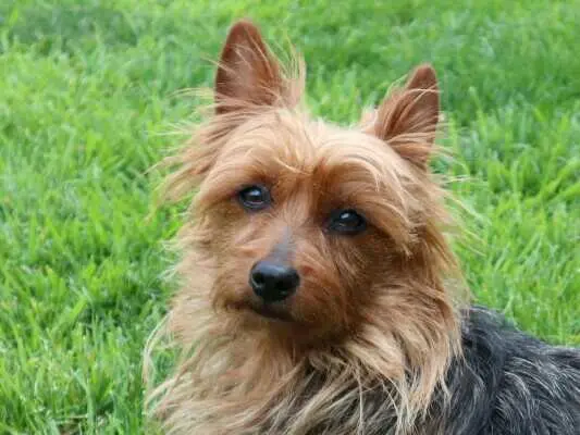 Lesnoy's Australian Terrier – Australian Terrier – 图片 3