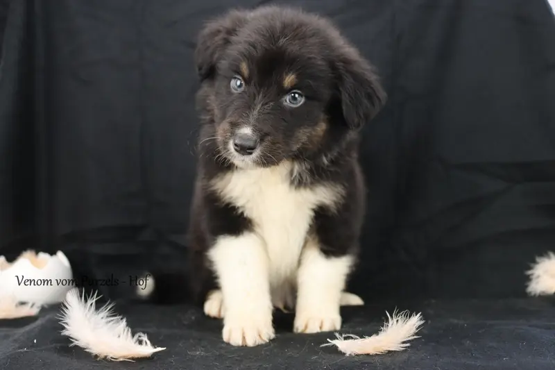 Venom – štěně Australian Shepherd – Foto 4