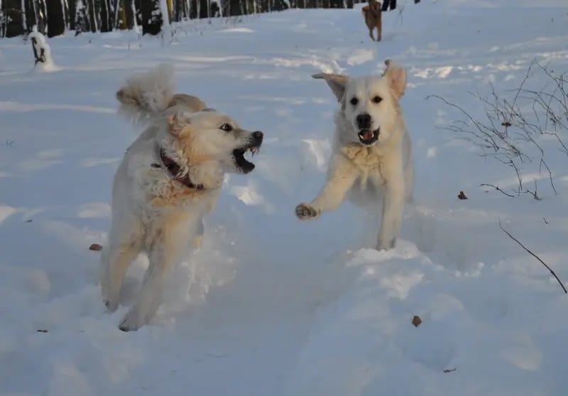 Golden Retriever vom Haarstrang  gallery image 2